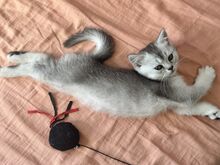 Котята, кошечка, котёнок,