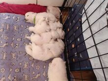 Щенки японского шпица