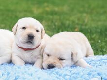 Labradori Retriiver