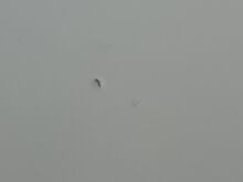 Ikea ingatorp söögilaud 155 x 87