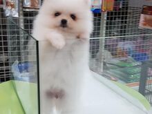 Pomeraniani