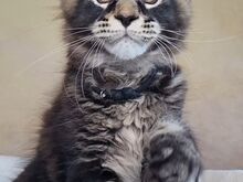 Котята-самцы мейн-кун