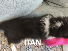 Sheltie kutsikad
