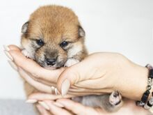 Shiba Inu FCI kutsikad – Korea × Jaapani liinid