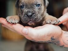 Cane Corso kutsikad