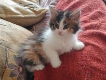Maine Cooni kassipojad