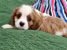 Cavalier King Charles spanjeli kutsikad!