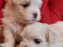 Maltese kutsikad