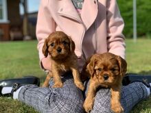 Cavalier King Charles Spanieli kutsikad