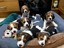 BEAGLE