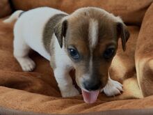 Jack Russell terjeri kutsikad