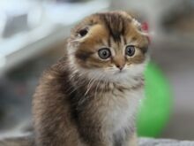 Шотландская вислоухая