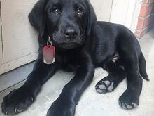 Labradori retriiveri kutsikad