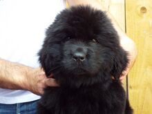 Newfoundlandi kutsikad