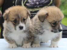 Welsh corgi pembroke kutsikad
