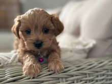 MALTIPOO KUTSIKAD