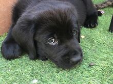 Newfoundlandi kutsikad