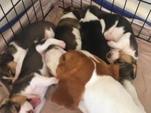 Müügil rõõmsad ja terved beagle'i kutsikad...