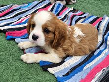 Cavalier King Charles spanjeli kutsikad!