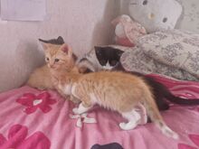 Kassipojad