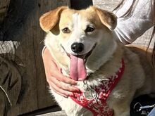 Pembroke'i Welsh Corgi Kutsikad | Kennelklubis Reg