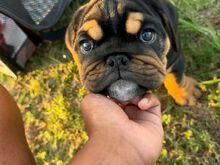 English bulldog puppies