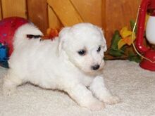 Bichon Frise kutsikad