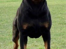 Rottweileri kutsikad