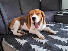 Beagle