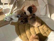 Ilus Kentucky osariigis registreeritud pomeranian,