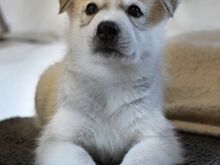 Siberi husky kutsikad EKL/FCI tõutunnistusega