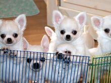 Chihuahua