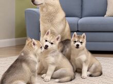 Siberi husky kutsikad/ Щенки сибирский хаски