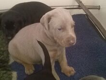 Dobermanni kutsikad
