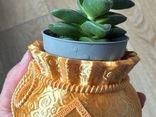 Turdleht Springtime