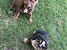 English bulldog puppies