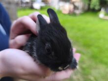 Kääbusküüliku pojad