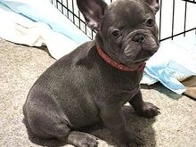 Super adorable French bulldog Puppies ready
