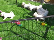Bichon Frise kutsikad