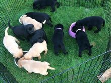 Labradori retriiveri kutsikad