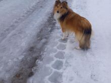 Sheltie kutsikas
