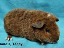Tõu merisead - Teddy isased