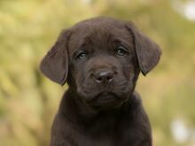 Labradori retriiveri kutsikad