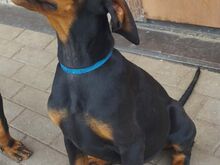 Dobermanni kutsikas