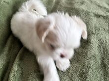 Maltese kutsikad