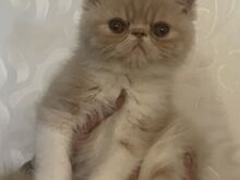 Котята экзотической породы