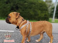 Prantsuse buldogi kutsikad