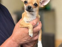 Müüa kaks toredat lühikarvalist chihuahua kutsikat