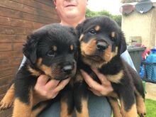 Rottweileri kutsikad
