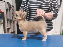 CHIHUAHUA